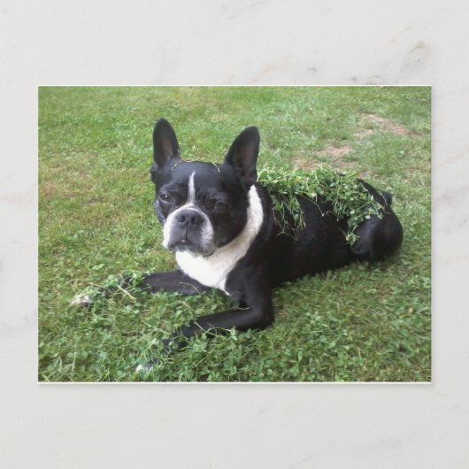 Boston Terrier Postkarte (Vorderseite)