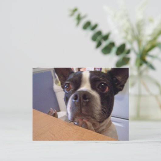 Boston Terrier Postkarte (Stehend Vorderseite)