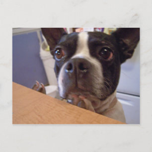 Boston Terrier Postkarte