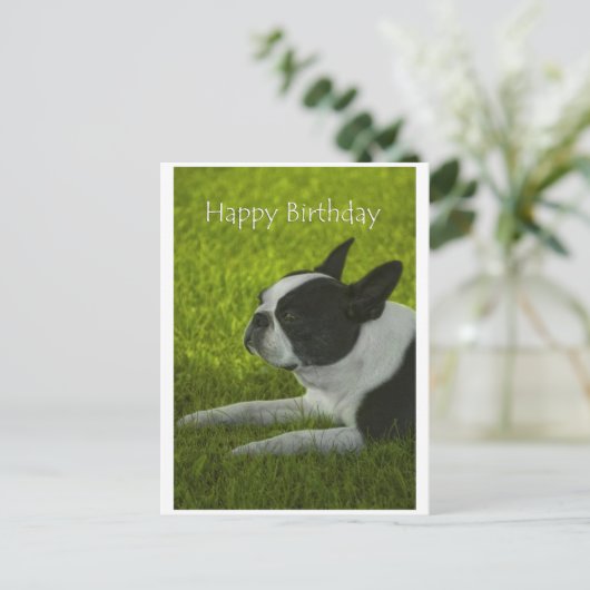 Boston Terrier Postkarte (Stehend Vorderseite)