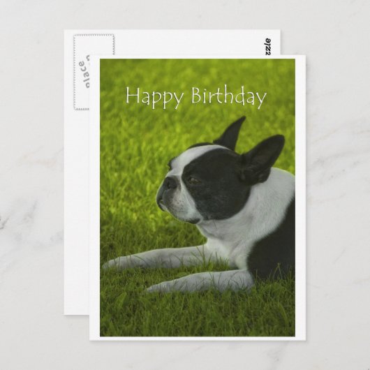 Boston Terrier Postkarte (Vorne/Hinten)