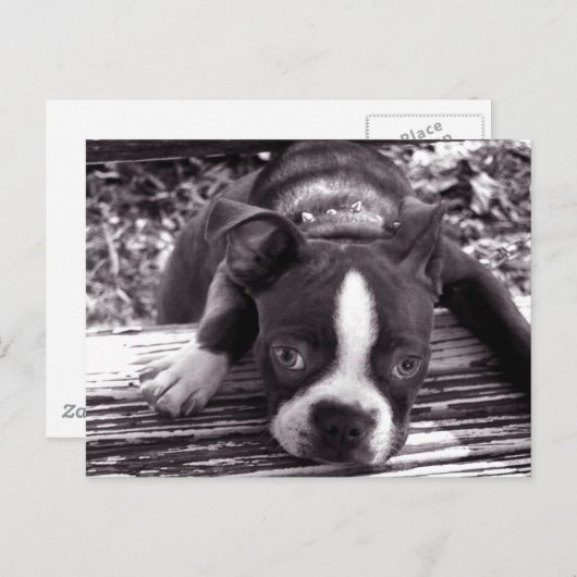 Boston Terrier Postkarte (Vorne/Hinten)