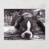 Boston Terrier Postkarte (Vorderseite)