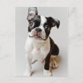 Boston Terrier Postkarte (Vorderseite)