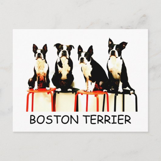 BOSTON TERRIER POSTKARTE (Vorderseite)