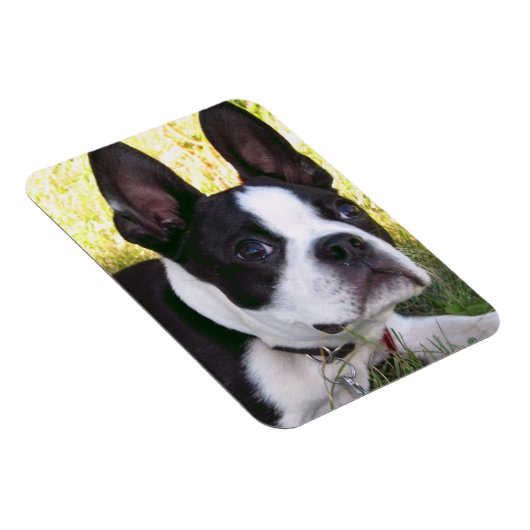 Boston Terrier Pup Flexible Magnet (Rechte Seite)