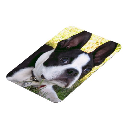 Boston Terrier Pup Flexible Magnet (Linke Seite)