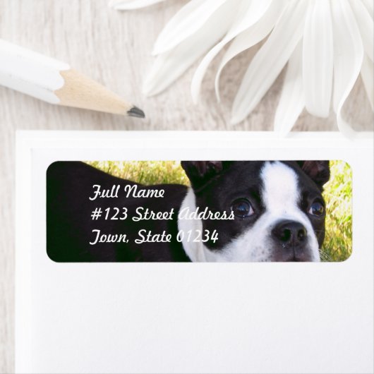 Boston Terrier Pup Mailing Labels (Insitu)