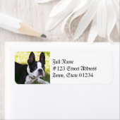Boston Terrier Pup Mailing Labels (Insitu)
