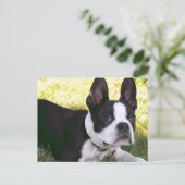 Boston Terrier Pup Postcard Postkarte (Stehend Vorderseite)