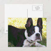 Boston Terrier Pup Postcard Postkarte (Vorne/Hinten)