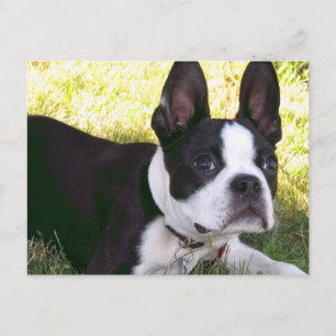 Boston Terrier Pup Postcard Postkarte