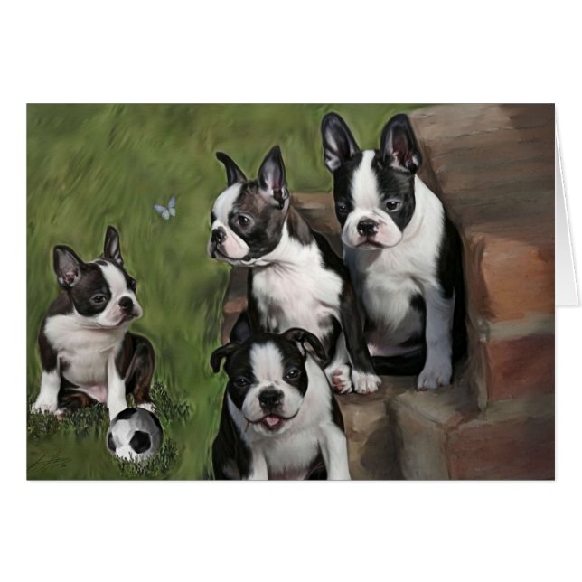 Boston Terrier Puppies (Vorderseite (Horizontal))