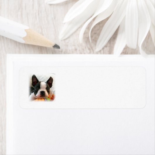 Boston Terrier Puppy (Insitu)