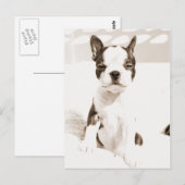 Boston Terrier Puppy 2 Postkarte (Vorne/Hinten)