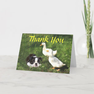 Boston Terrier Puppy danke Kartenducks