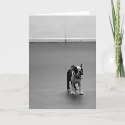 Boston Terrier Puppy DRU Karte (Vorderseite)