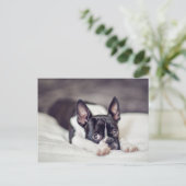Boston Terrier Puppy Postkarte (Stehend Vorderseite)