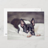 Boston Terrier Puppy Postkarte (Vorne/Hinten)