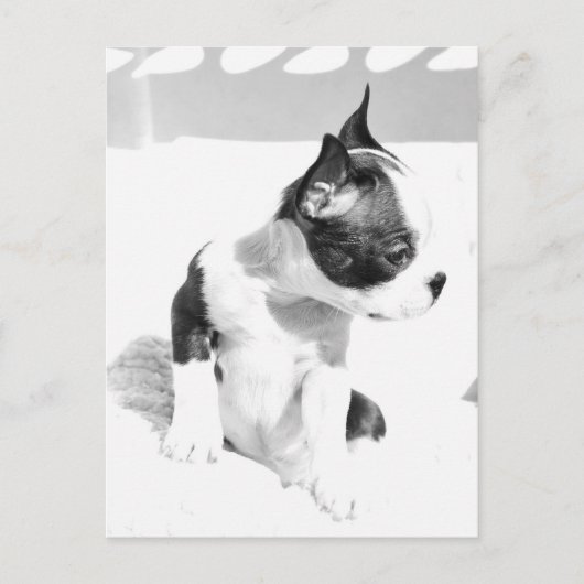 Boston Terrier Puppy Postkarte (Vorderseite)