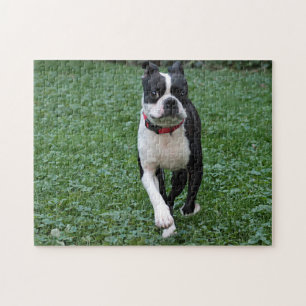Boston-Terrier Puzzle