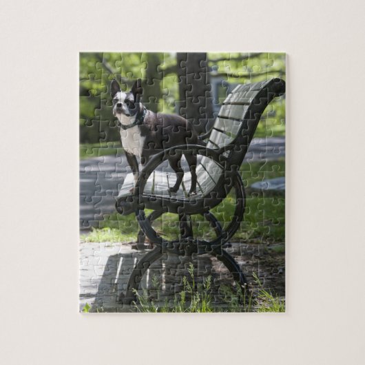 Boston Terrier Puzzle (Vertikal)