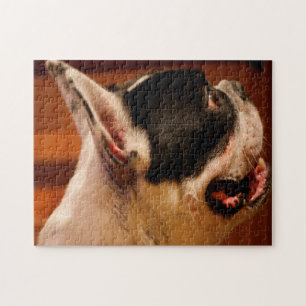 Boston Terrier Puzzle