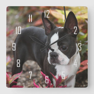 BoSTON TERRiER Quadratische Wanduhr