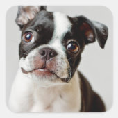 Boston Terrier Quadratischer Aufkleber (Vorderseite)