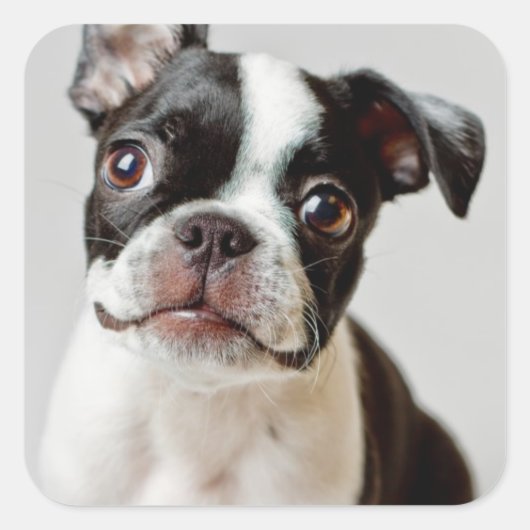 Boston Terrier Quadratischer Aufkleber (Vorderseite)