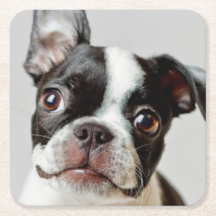 Boston Terrier Rechteckiger Pappuntersetzer