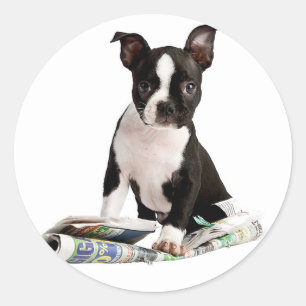 BOSTON TERRIER RUNDER AUFKLEBER