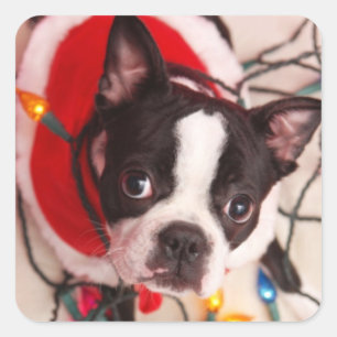 Boston Terrier Santa in Twinkling Lights Stickers