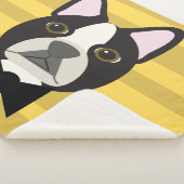 Boston Terrier Sherpadecke (3/4)