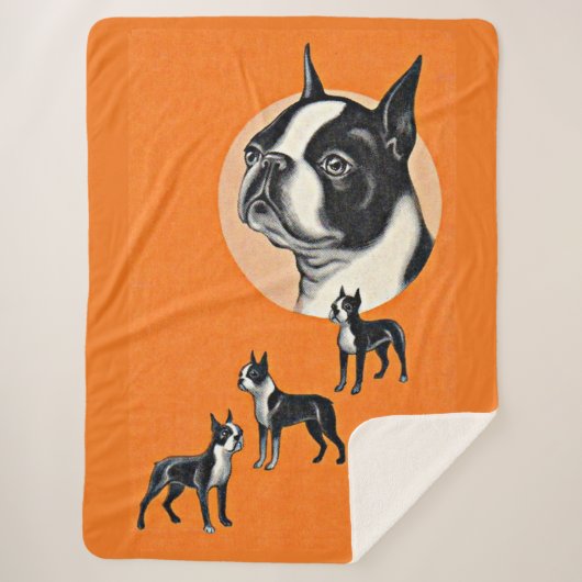 Boston Terrier Sherpadecke (Vorderseite)