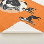 Boston Terrier Sherpadecke (3/4)
