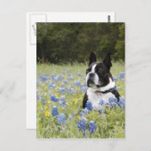 Boston Terrier sitzt auf einem Feld von Blue Bonne Postkarte (Vorne/Hinten)