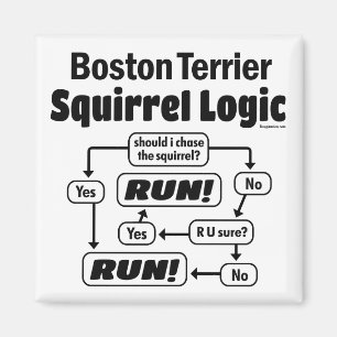 Boston Terrier Squirrel Logic Magnet