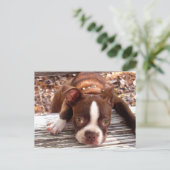 Boston Terrier Sympathy Card Postkarte (Stehend Vorderseite)