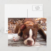 Boston Terrier Sympathy Card Postkarte (Vorne/Hinten)