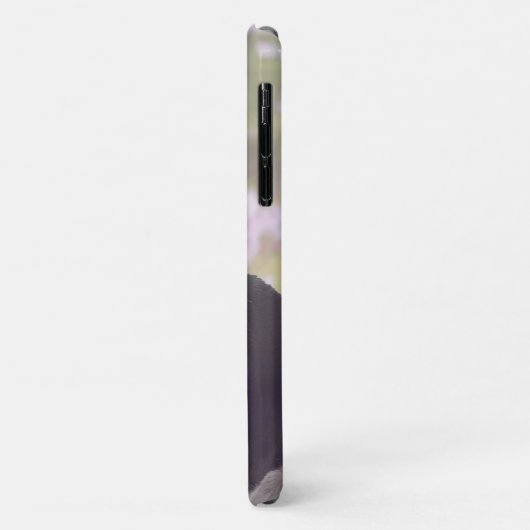 Boston Terrier Telefon 11 Fall Case-Mate iPhone Hülle (Hinten/Links)