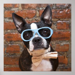 Boston Terrier trägt eine Sonnenbrille und eine Kr Poster