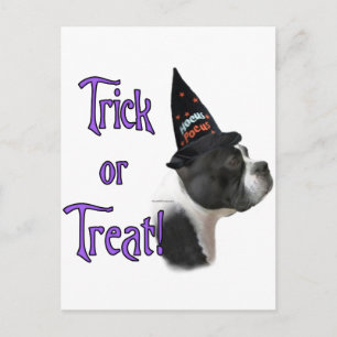 Boston Terrier Trick Postkarte
