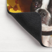 Boston-Terrier umgeben durch Herbstlaub Mousepad (Ecke)