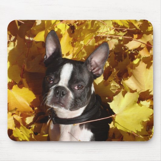 Boston-Terrier umgeben durch Herbstlaub Mousepad (Vorne)