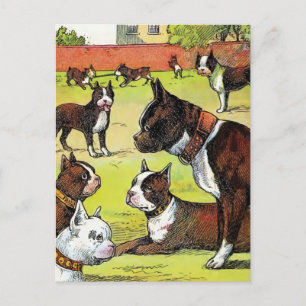 Boston Terrier und Welpen Vintage-Illustration Postkarte