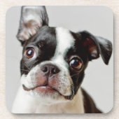 Boston Terrier Untersetzer (Vorderseite)