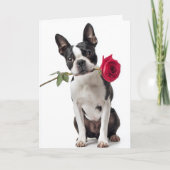 Boston Terrier Valentine – Dapper Love Karte (Vorderseite)