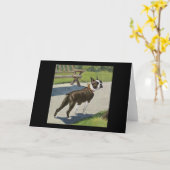 Boston Terrier Vintag Greeting Card Karte (Gelbe Blume)