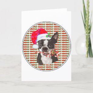 Boston Terrier Weihnachten